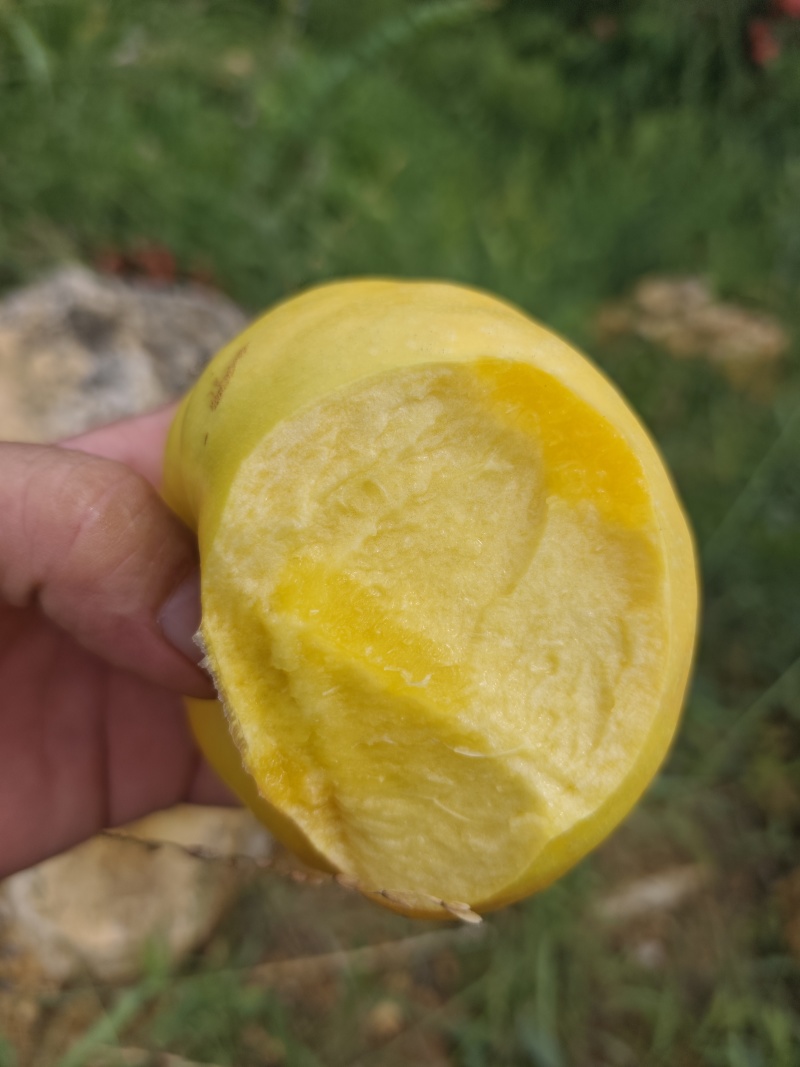 重庆油蟠桃上市了，一手货源，糖度高个头大，脆甜多汁，现采