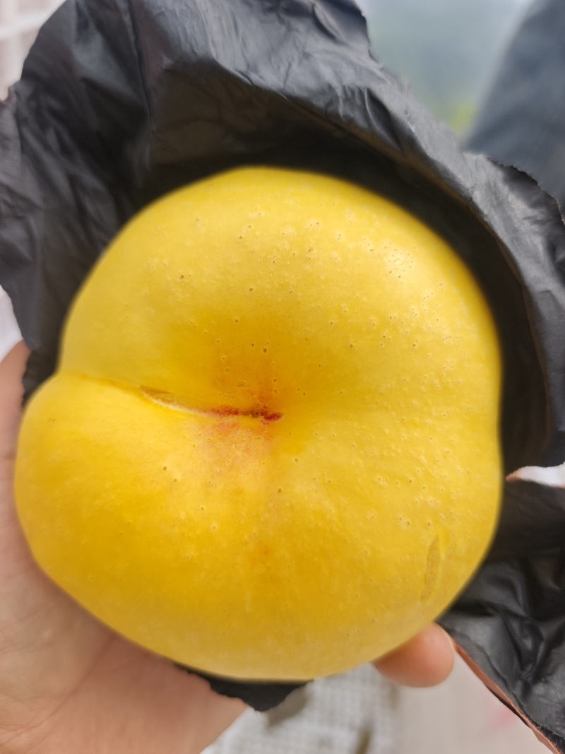 重庆油蟠桃上市了，一手货源，糖度高个头大，脆甜多汁，现采