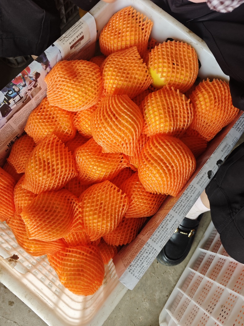 重庆油蟠桃上市了，一手货源，糖度高个头大，脆甜多汁，现采