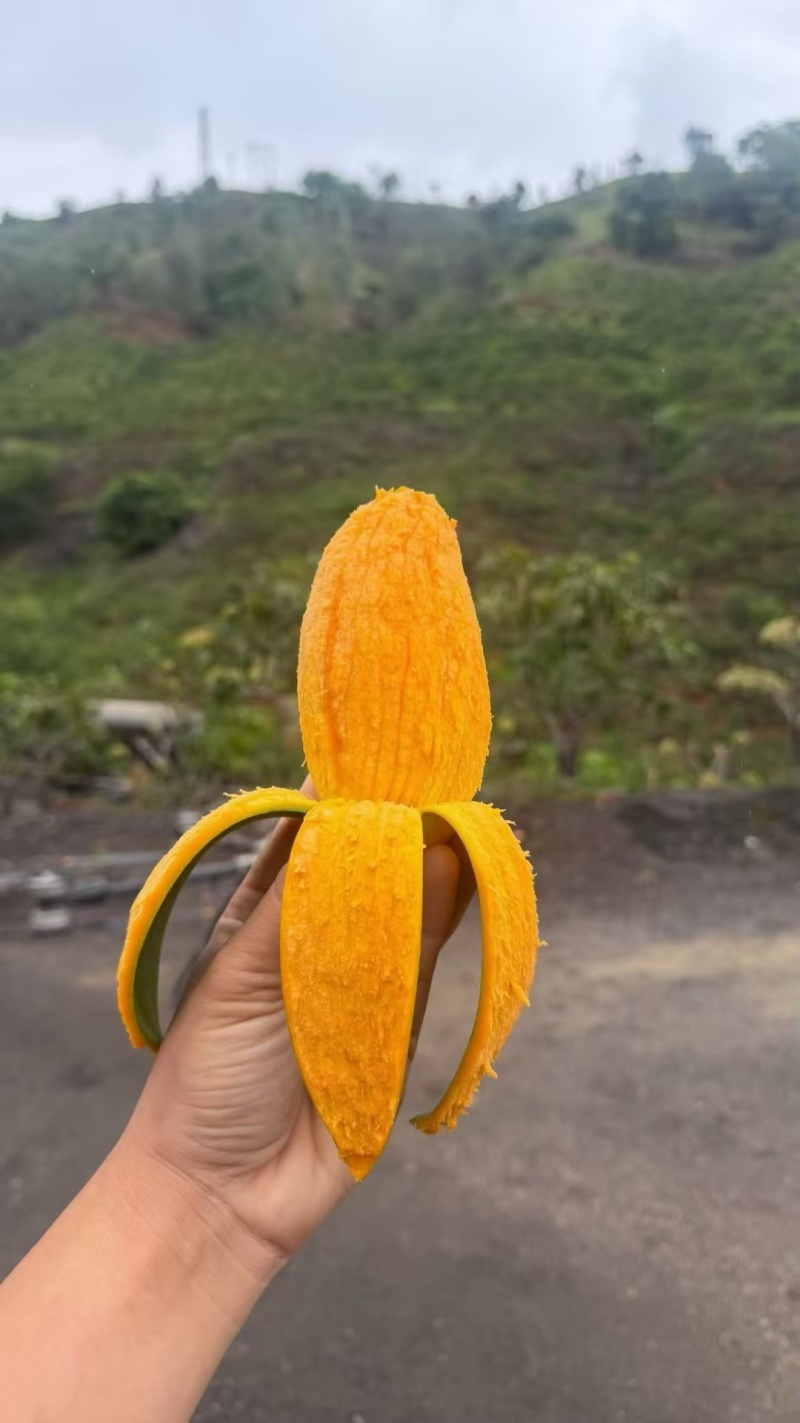 攀枝花椰香芒果支持一件代发