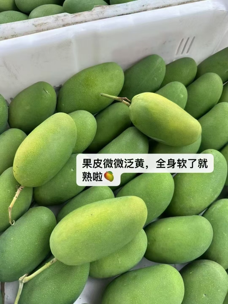 攀枝花椰香芒果支持一件代发