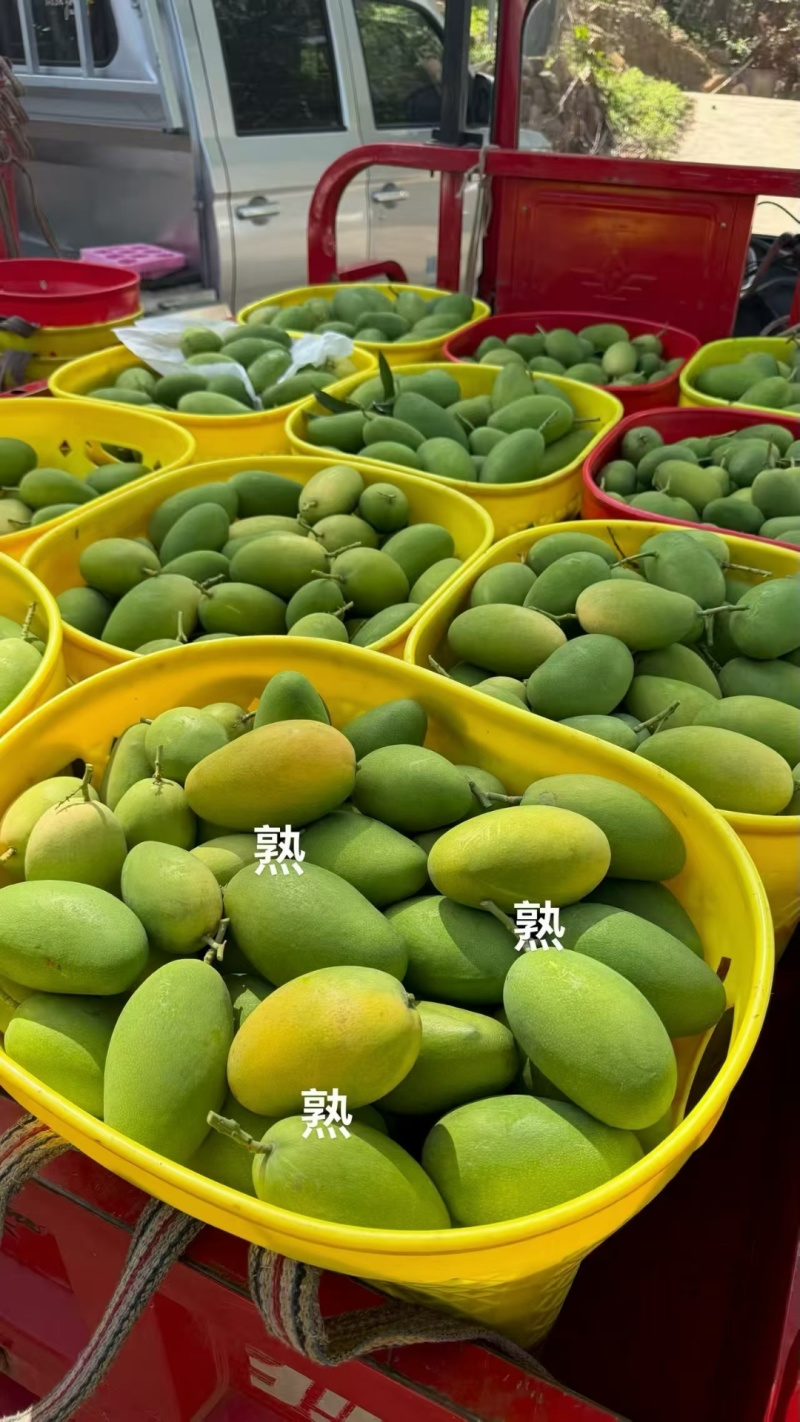攀枝花椰香芒果支持一件代发
