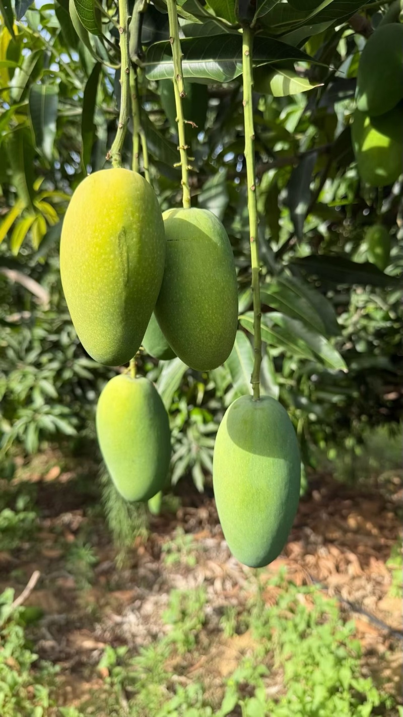 攀枝花椰香芒果支持一件代发