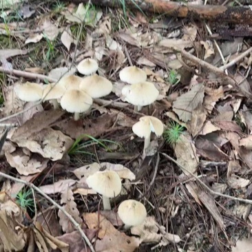 野生鸡纵菌