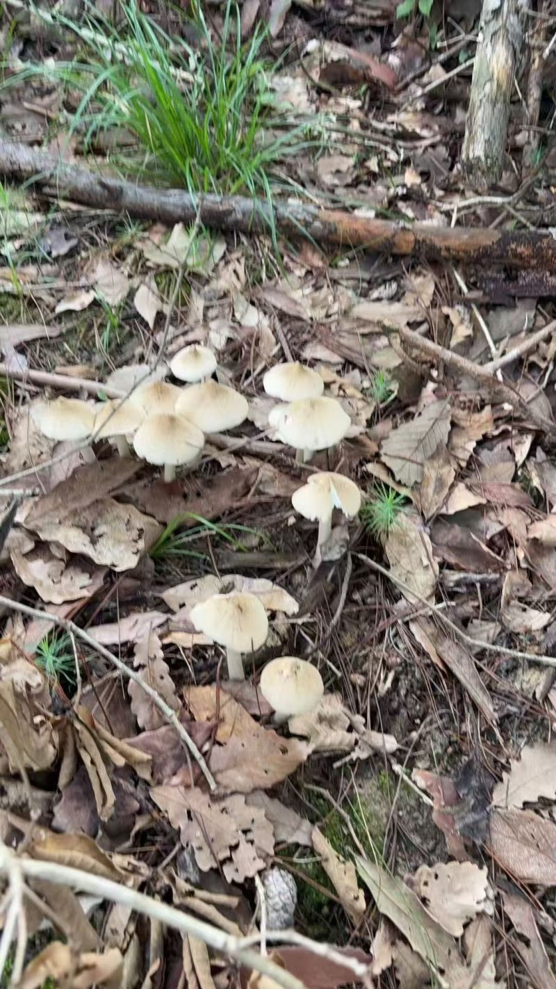 野生鸡纵菌