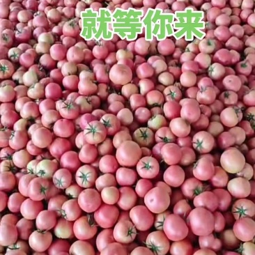 西红柿