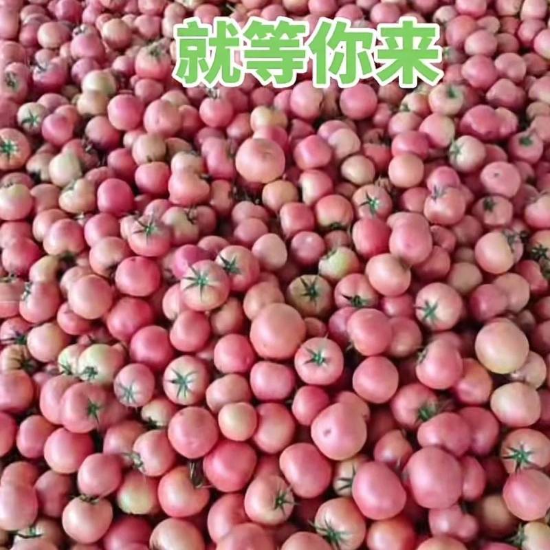 西红柿