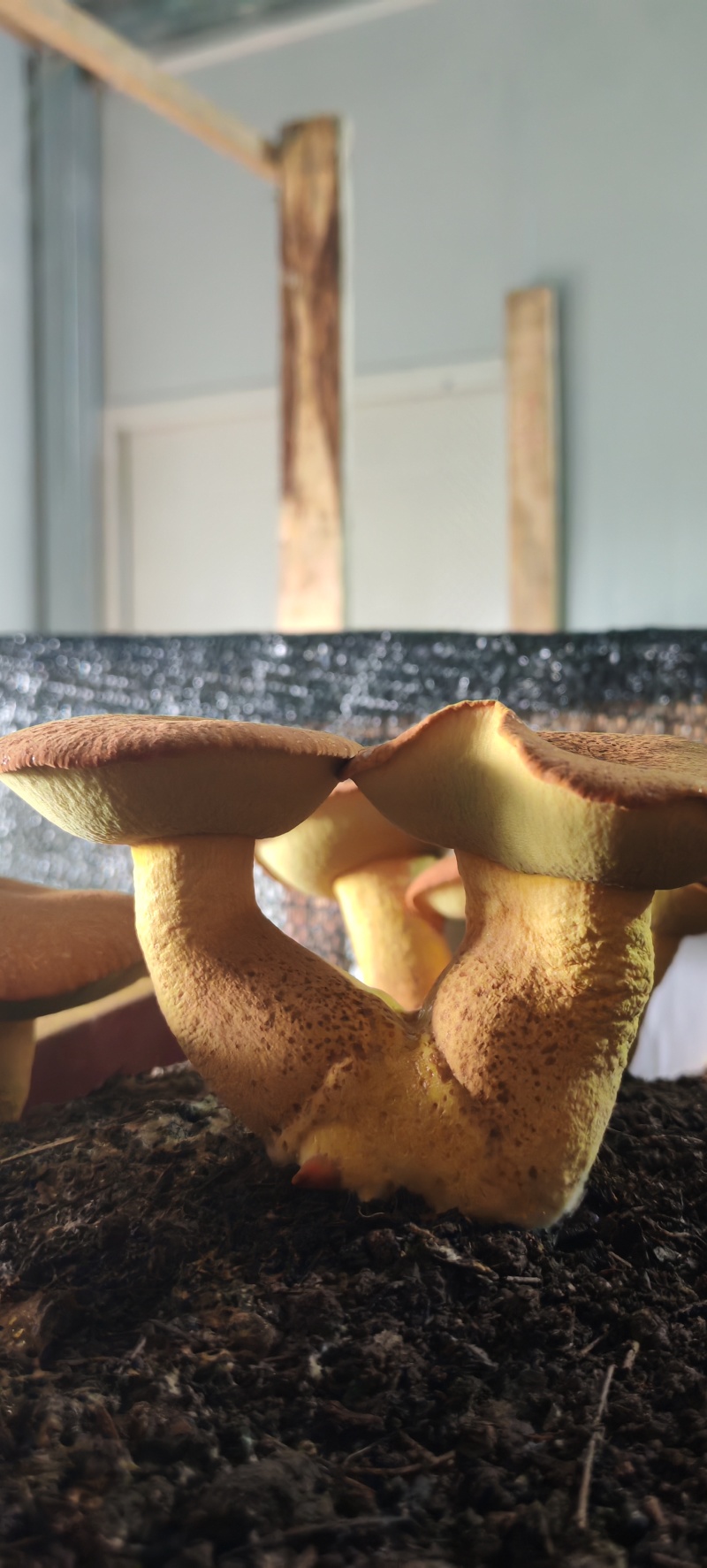 牛肝菌见手青