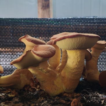 牛肝菌见手青