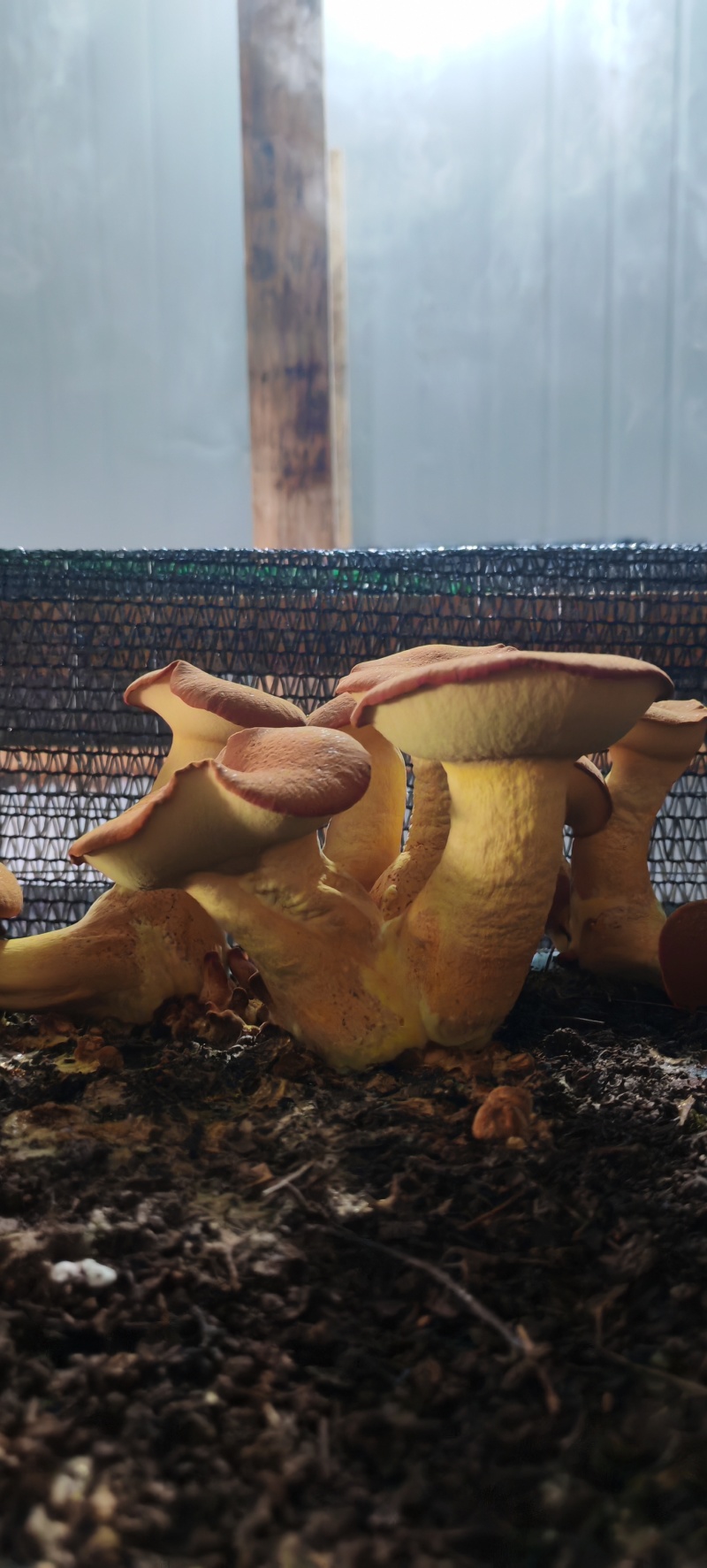 牛肝菌见手青