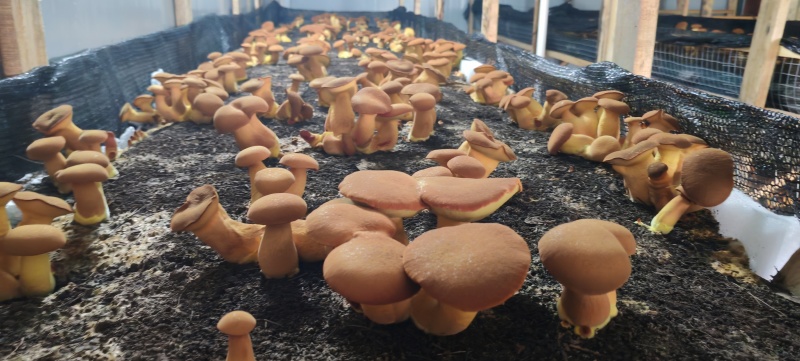 牛肝菌见手青