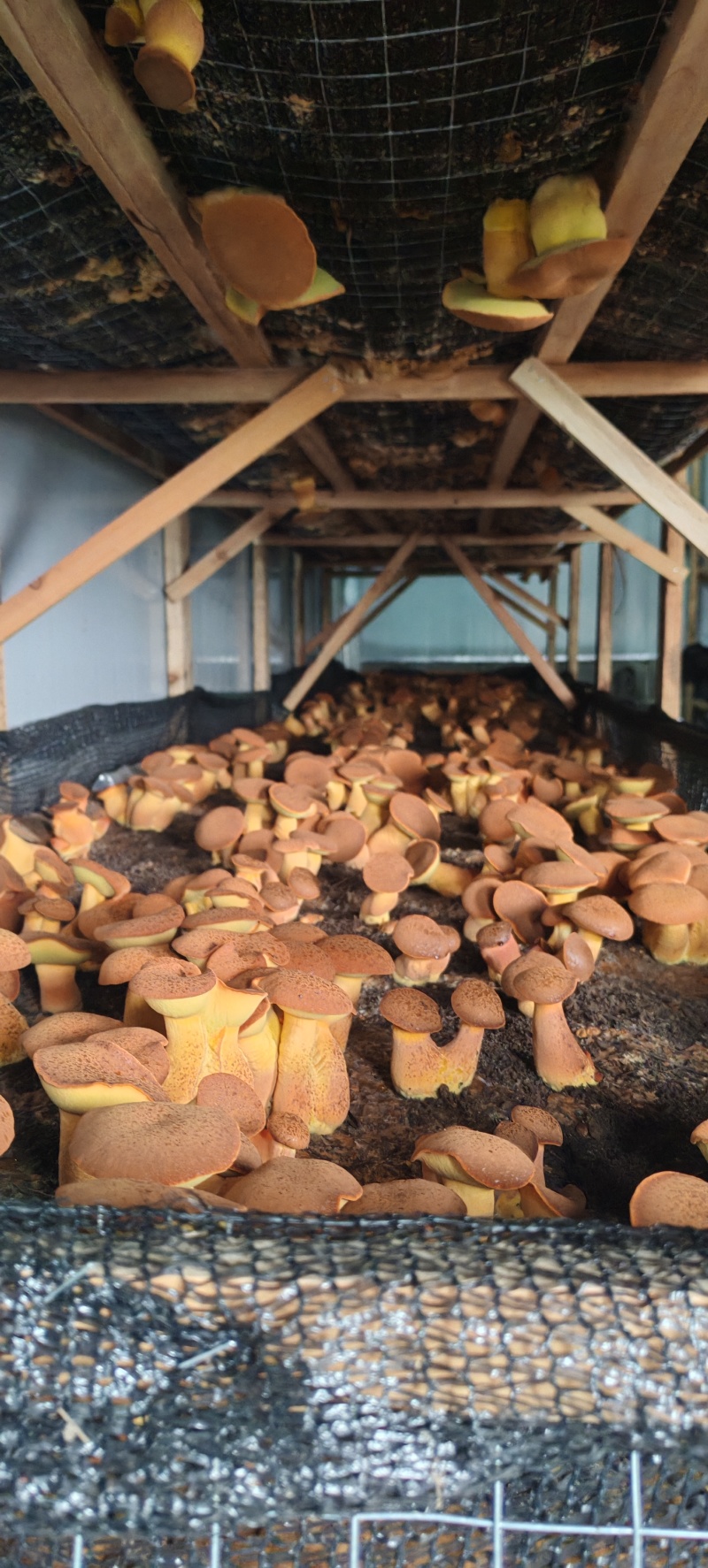 牛肝菌见手青