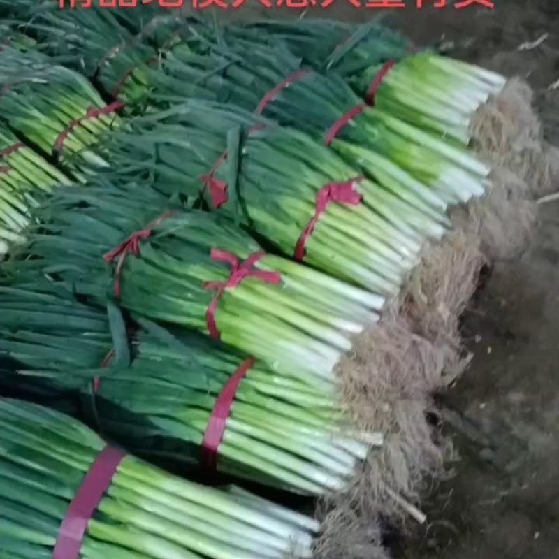 内黄地膜大葱