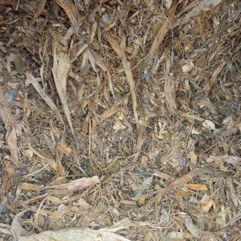 青贮玉米秸秆