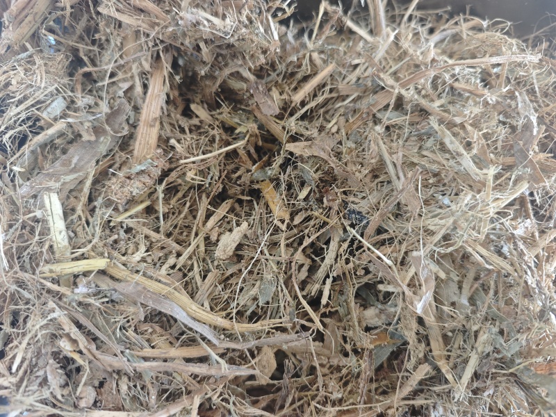 青贮玉米秸秆