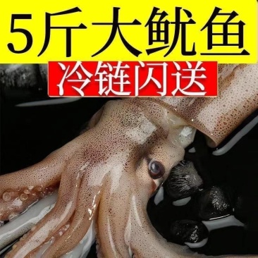 包邮）冷冻大鱿鱼整只鲜活速冻天然鱿鱼新鲜速冻冰鲜鱿鱼