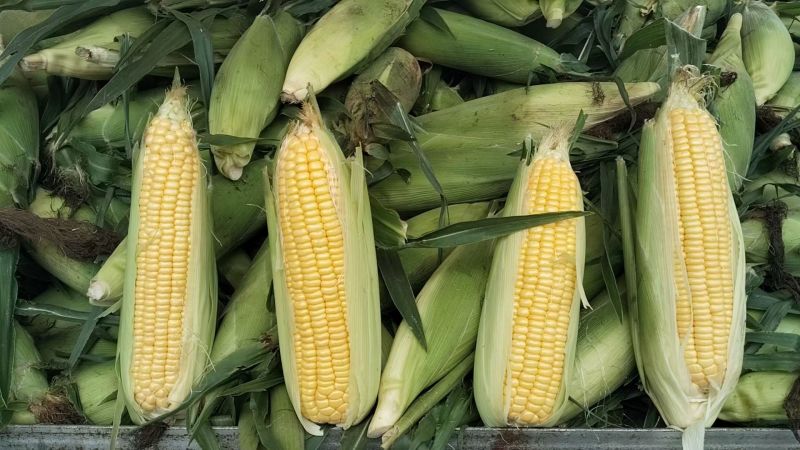 大荔水果玉米万糯2000太阳花已熟现货供应欢迎采购