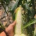 大荔水果玉米万糯2000太阳花已熟现货供应欢迎采购