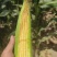 大荔水果玉米万糯2000太阳花已熟现货供应欢迎采购