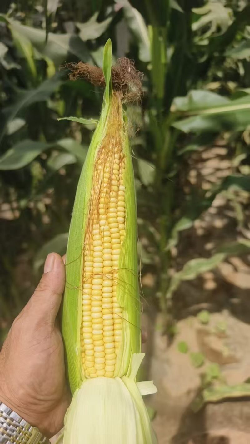 大荔水果玉米万糯2000太阳花已熟现货供应欢迎采购