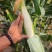 大荔水果玉米万糯2000太阳花已熟现货供应欢迎采购