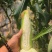 大荔水果玉米万糯2000太阳花已熟现货供应欢迎采购