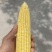 大荔水果玉米万糯2000太阳花已熟现货供应欢迎采购