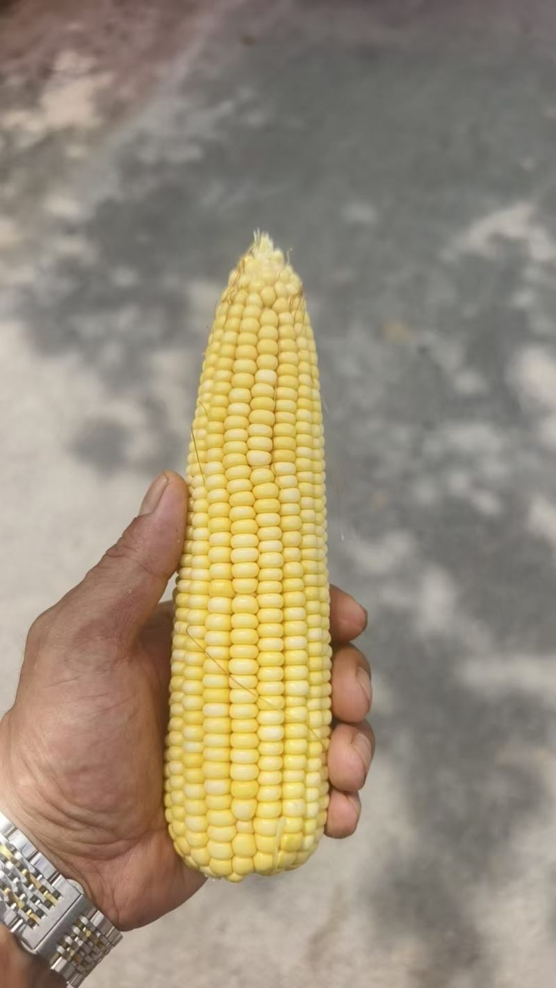 大荔水果玉米万糯2000太阳花已熟现货供应欢迎采购