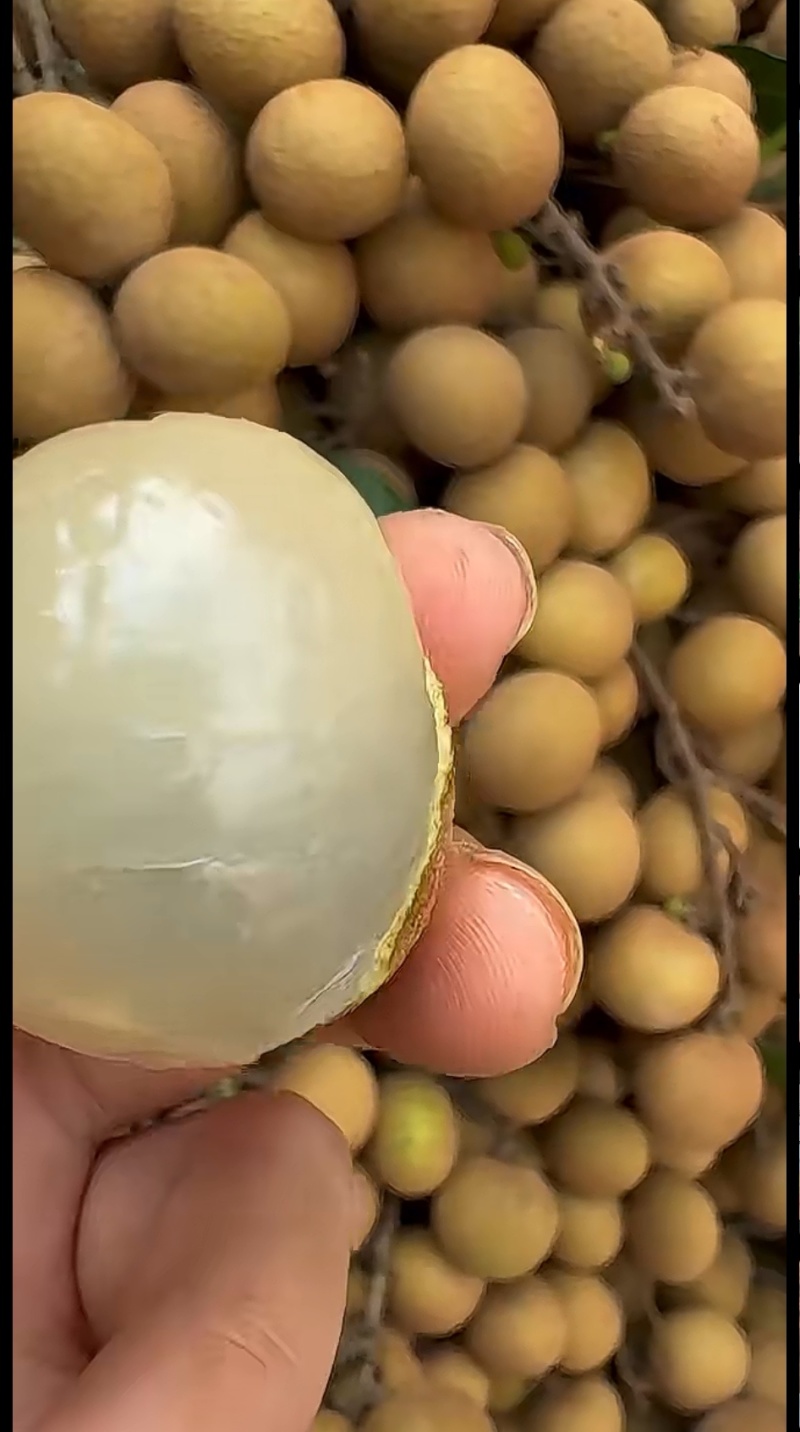 电白石夹龙眼，储量龙眼