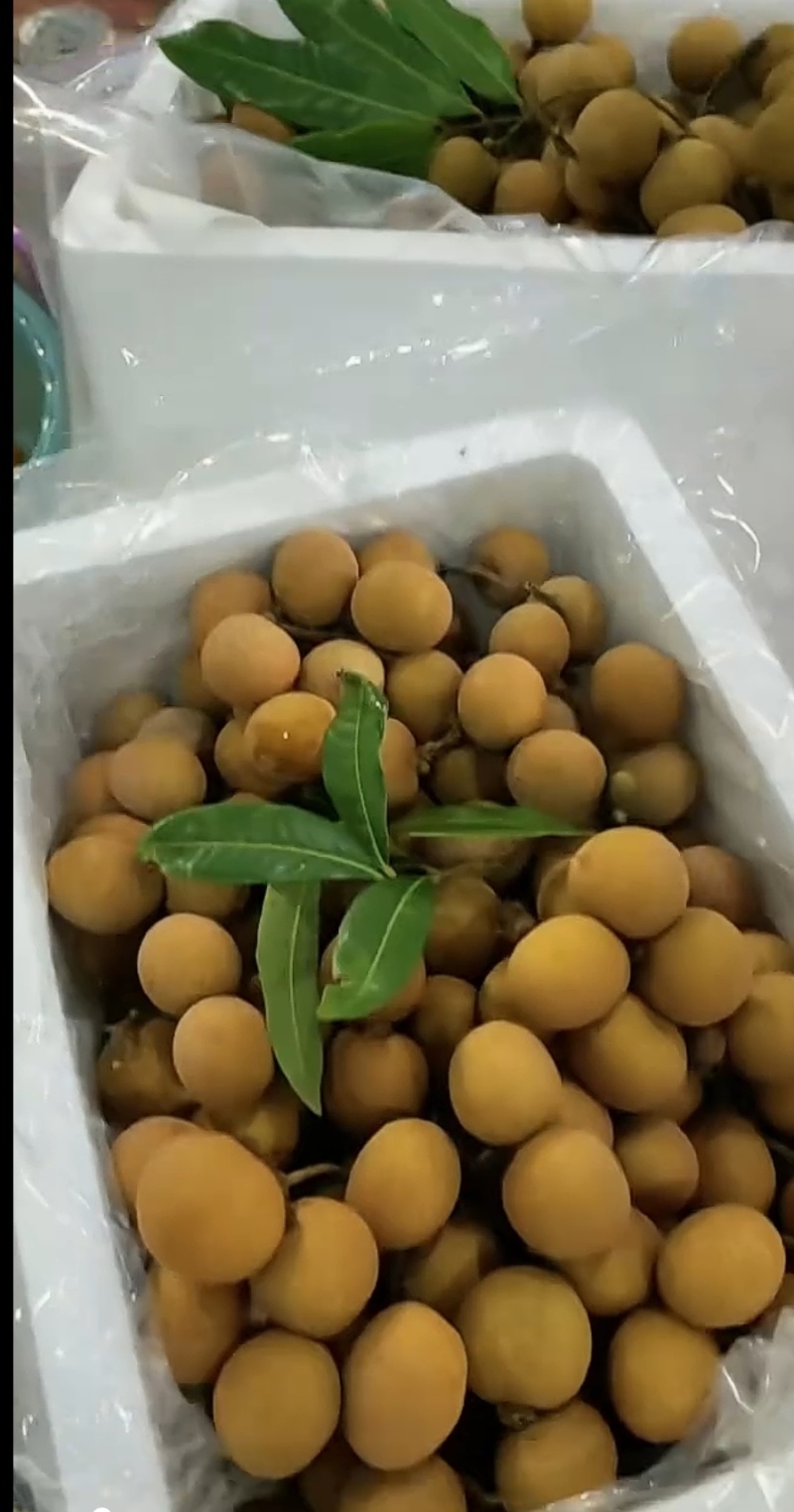 电白石夹龙眼，储量龙眼