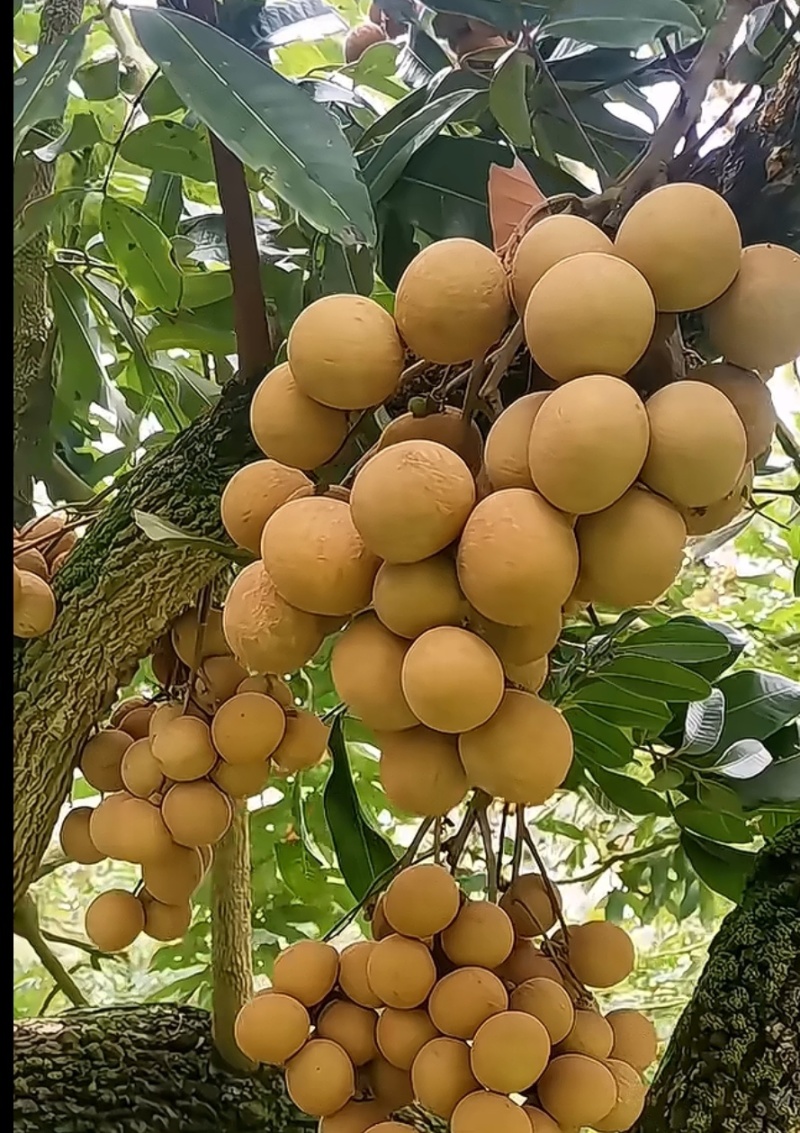 电白石夹龙眼，储量龙眼