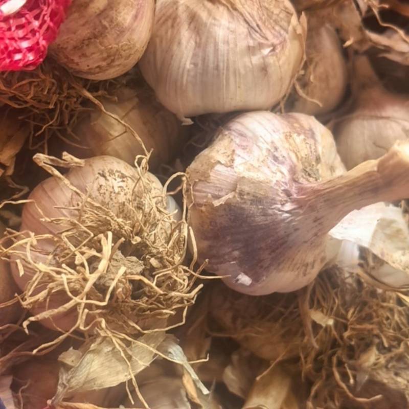 高质量蒜种