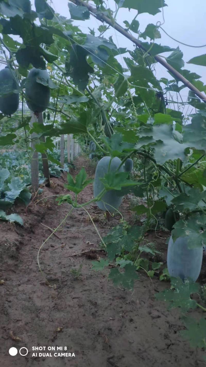 河南水果冬瓜，基地直供，视频看货，线上保障交易