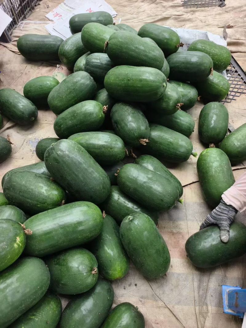河南水果冬瓜，基地直供，视频看货，线上保障交易