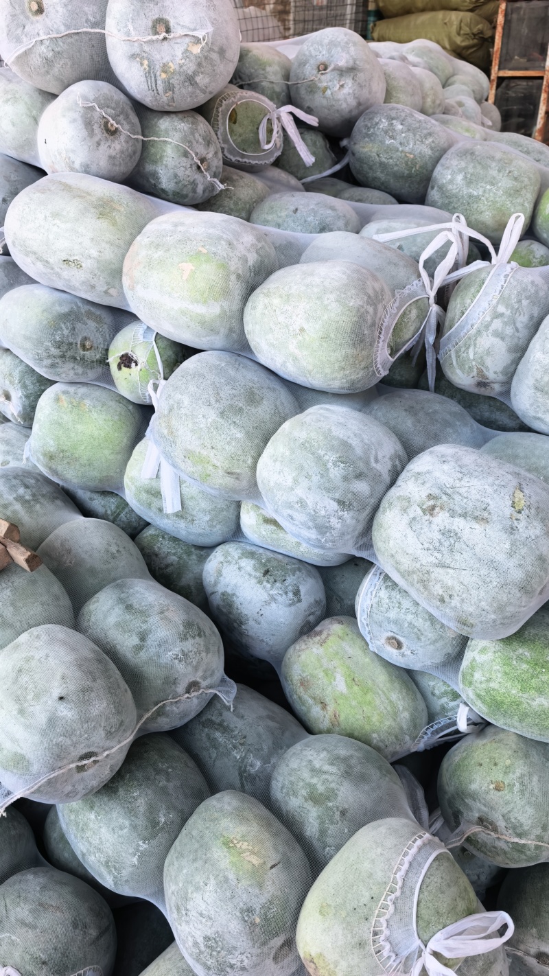 河南水果冬瓜，基地直供，视频看货，线上保障交易