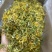 纯野生金银花农户自然晒干香味十足无硫磺