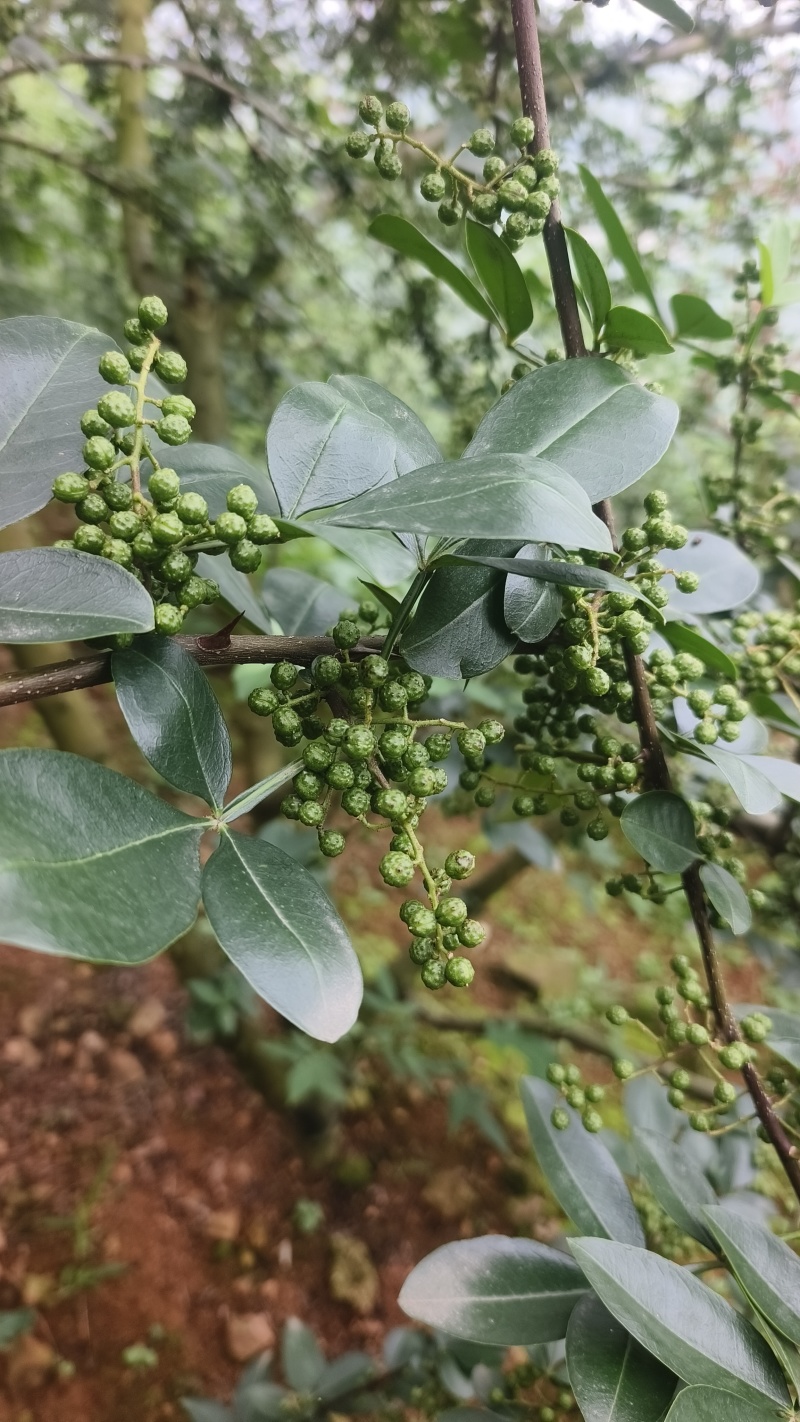 青花椒准备上市中