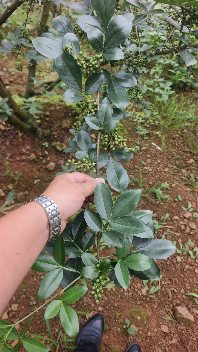 青花椒准备上市中