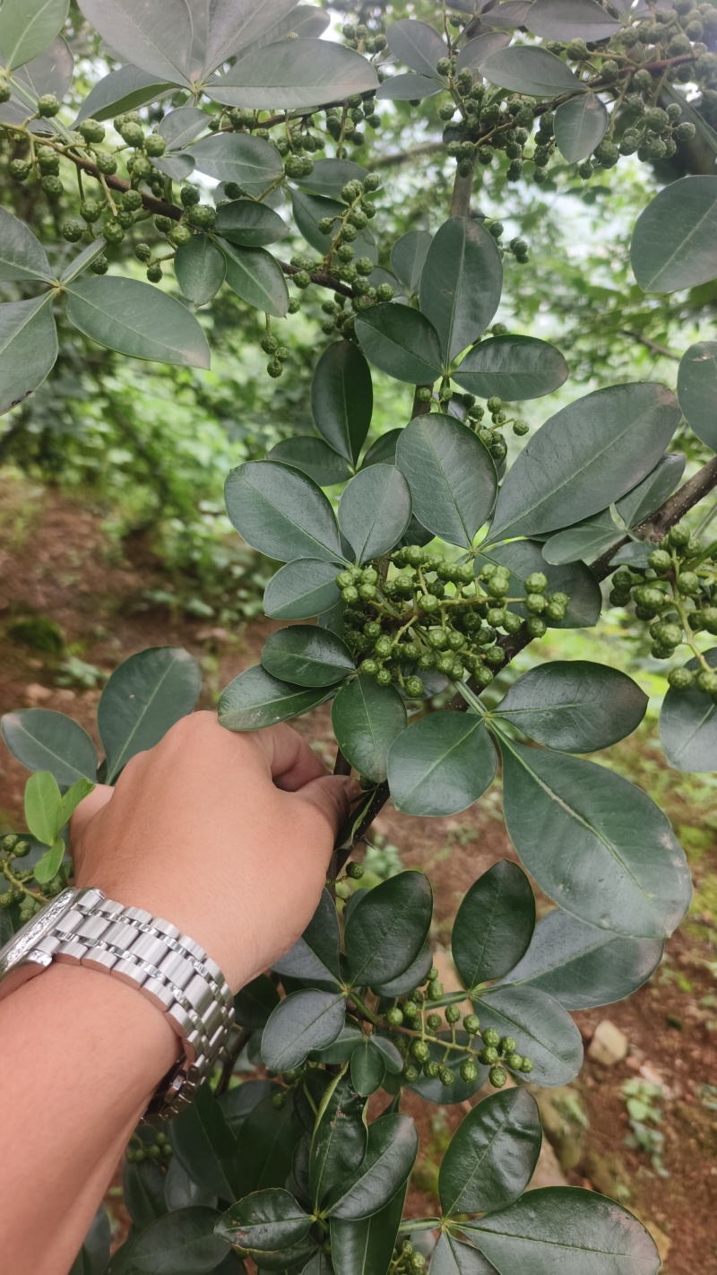 青花椒准备上市中