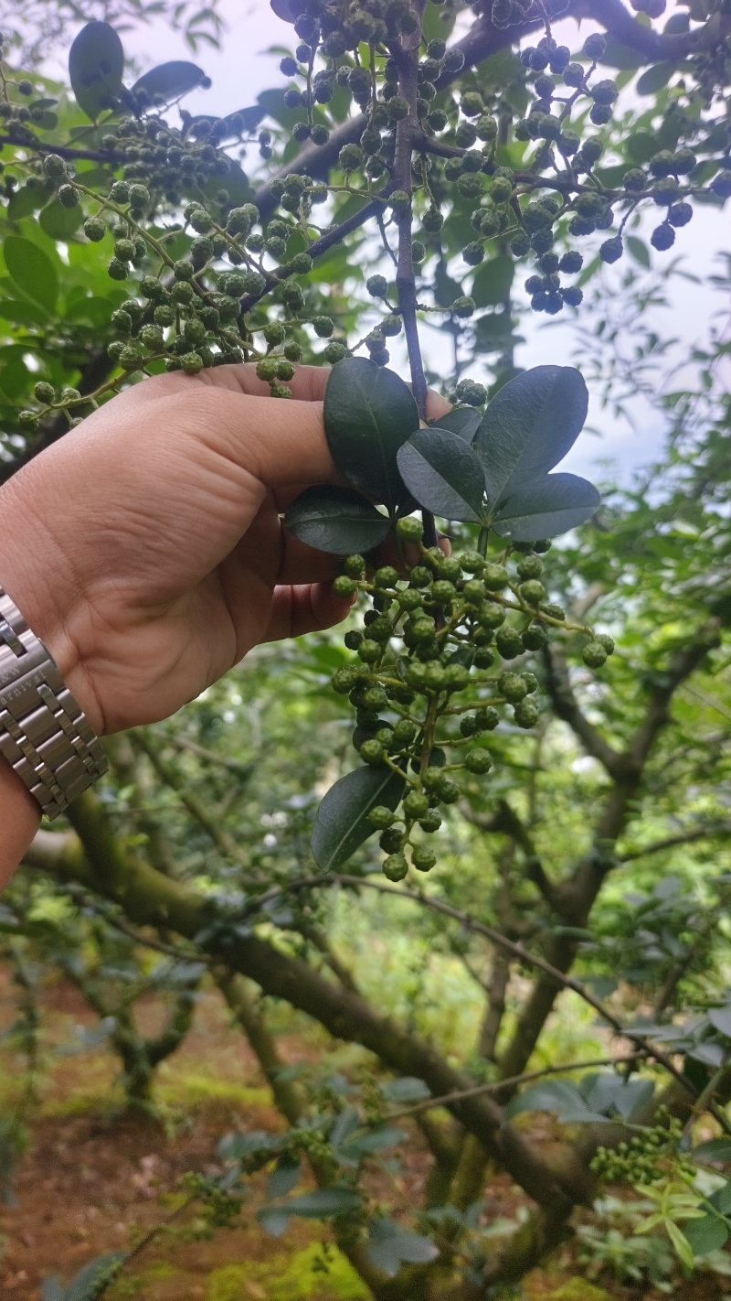 青花椒准备上市中