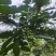 青花椒准备上市中