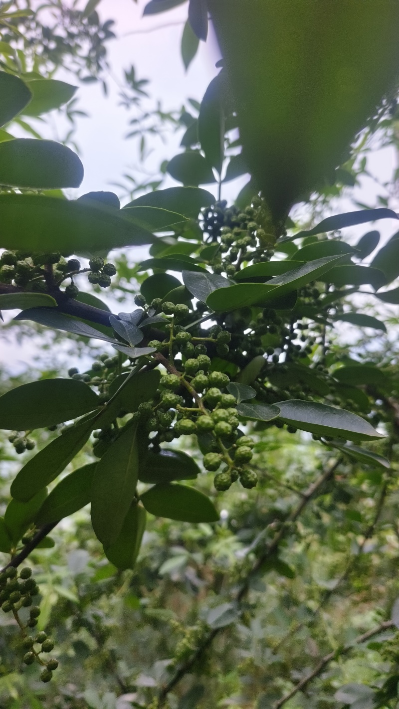 青花椒准备上市中