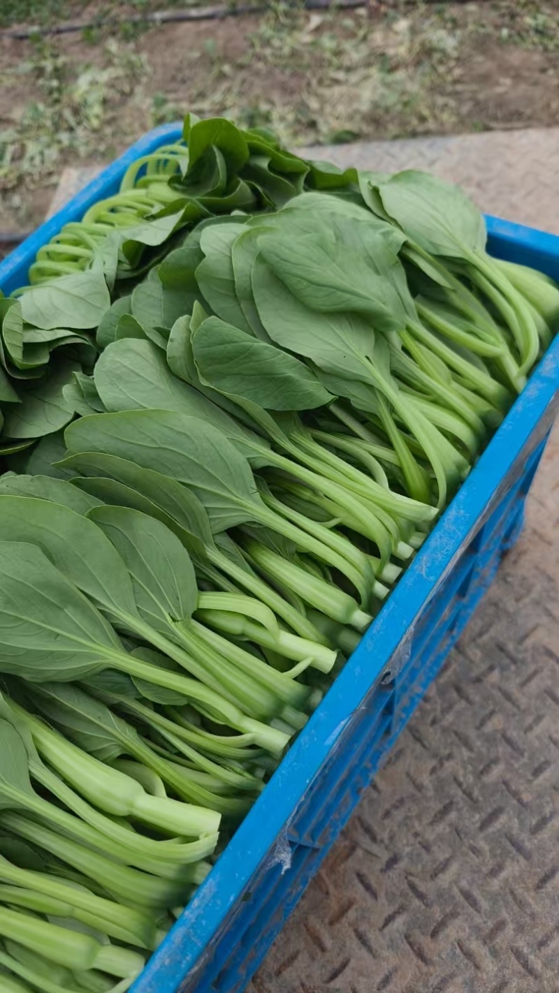 杭州富阳精品小青菜