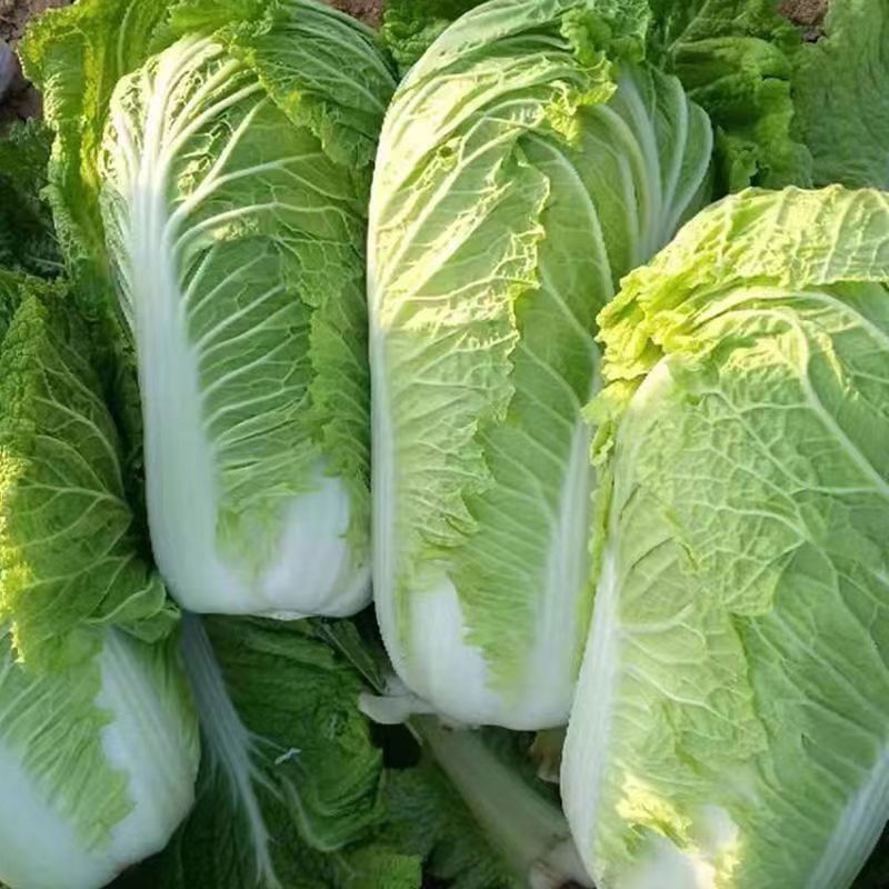 涵洋绿霸结球白菜种籽壮心快生食脆甜火锅菜大白菜种子耐寒