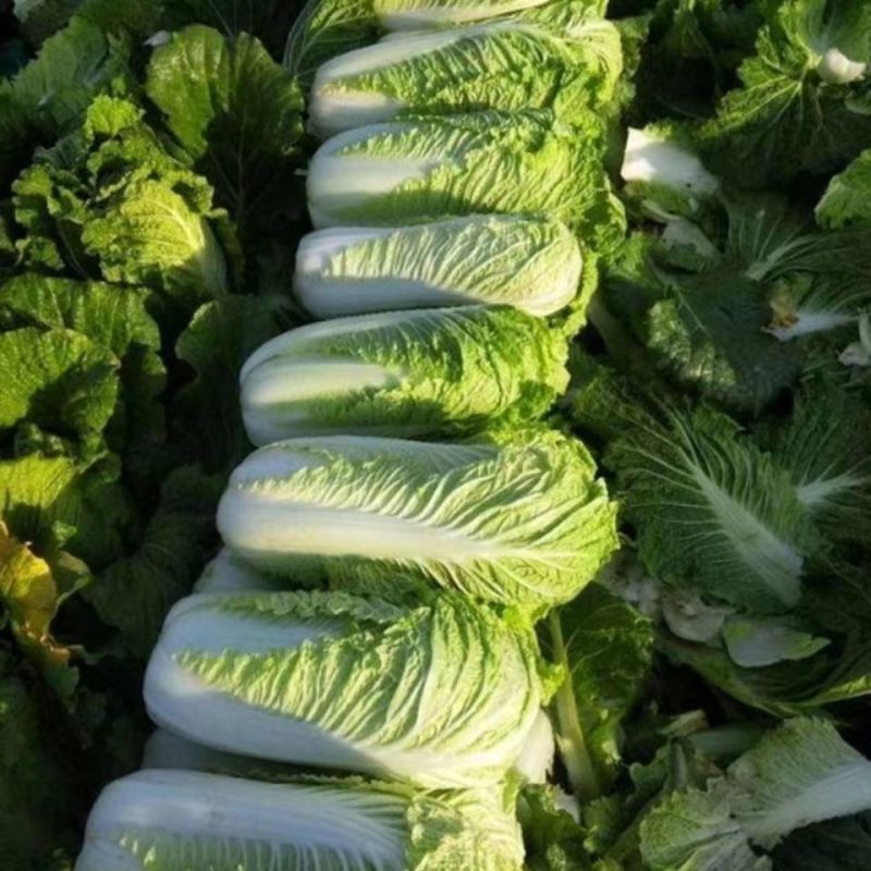 涵洋绿霸结球白菜种籽壮心快生食脆甜火锅菜大白菜种子耐寒
