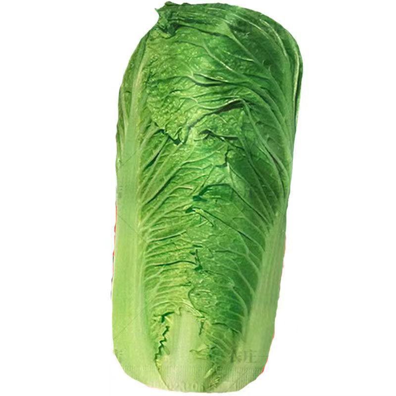 涵洋绿霸结球白菜种籽壮心快生食脆甜火锅菜大白菜种子耐寒