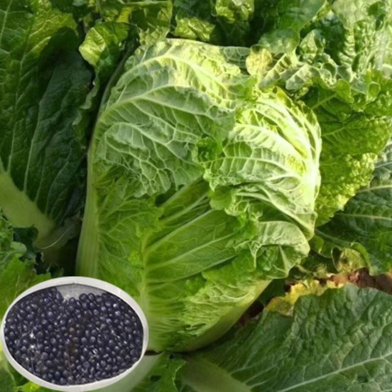 涵洋绿霸结球白菜种籽壮心快生食脆甜火锅菜大白菜种子耐寒