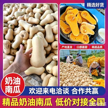 奶油南瓜，汉中阿根廷奶油南瓜陕西南瓜，一手货源，欢迎联系