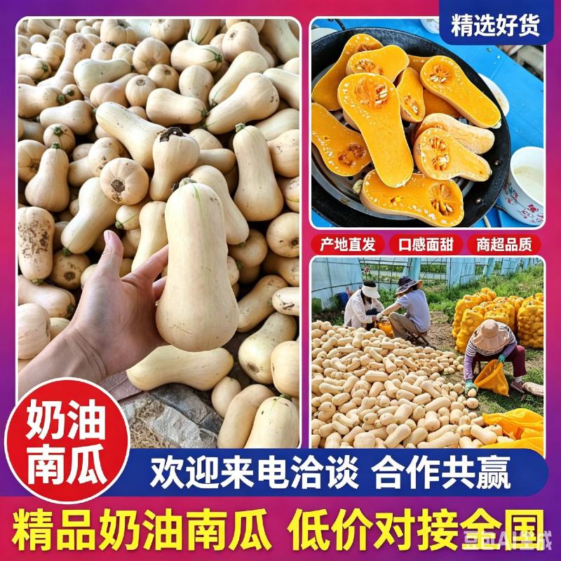 奶油南瓜，汉中阿根廷奶油南瓜陕西南瓜，一手货源，欢迎联系