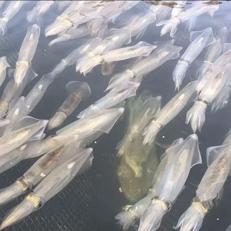 湛江活冻鲜鱿鱼新鲜灯光海捕海兔子灯光笔管鱼一口鱿活冻批发锁鲜